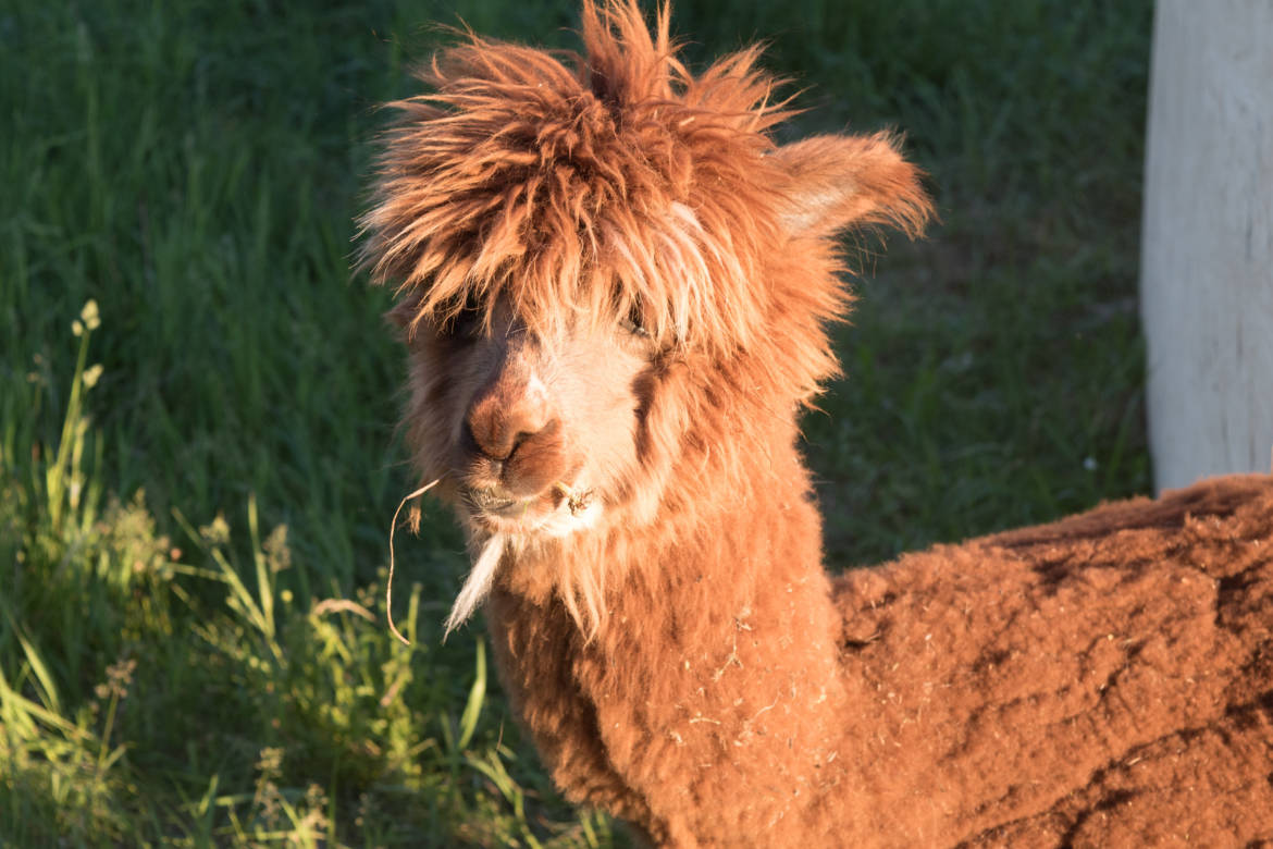 alpaca-cap.jpg